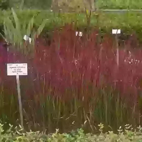 Imperata cylindrica Rubra Red Baron Blood Grass 